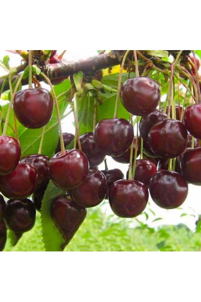 Prunus cerasus Shokoladnitsa